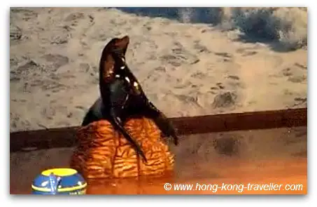 Ocean Park Sea Lion Show Ocean Park Sea Lion Show